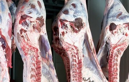 exportação de carne bovina