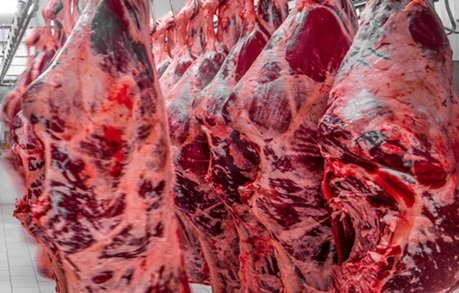 venda de carne bovina