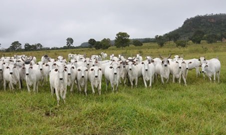 preço futuro do boi gordo