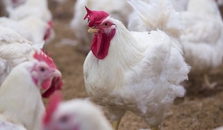 exportação de carne de frango