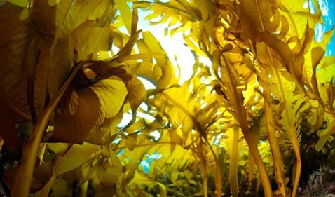 bioinsumos com algas
