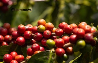 mercado do café