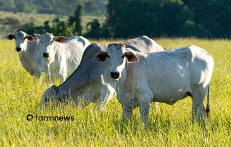 venda de carne bovina do Brasil