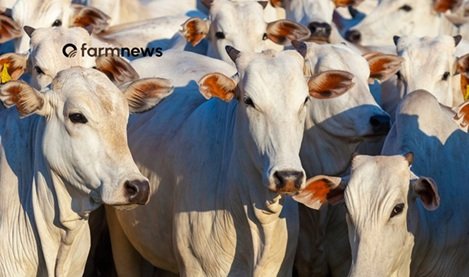 exportação de bovinos vivos