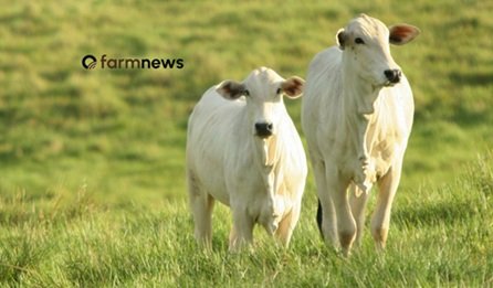 taxa de abate de vacas