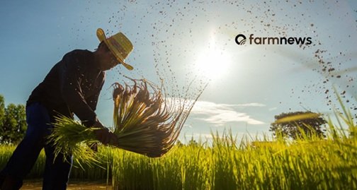 base da pirâmide no agronegócio