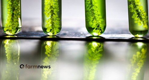 microalgas