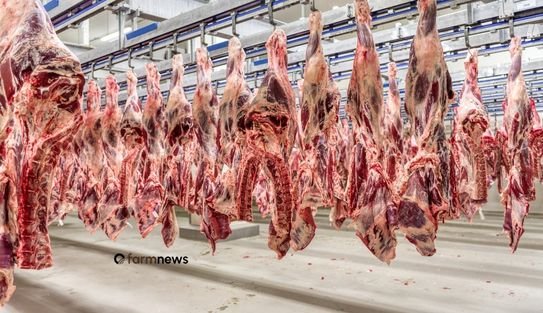 exportação de carne bovina