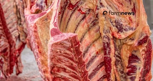 exportação de carne bovina