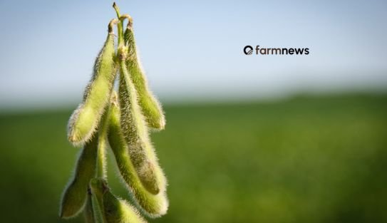 soy farmer