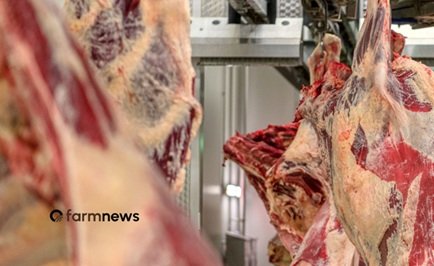 exportação de carne bovina