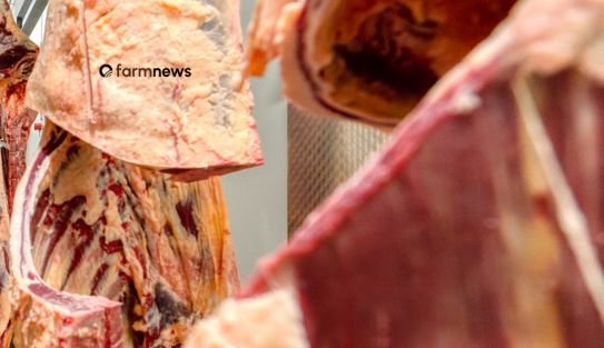 carne bovina
