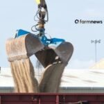 mercado de fertilizantes
