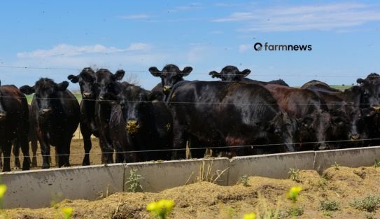 carne bovina da argentina para a China