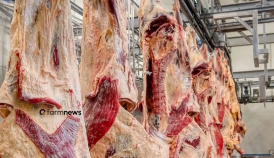 carne bovina do Brasil para a Rússia